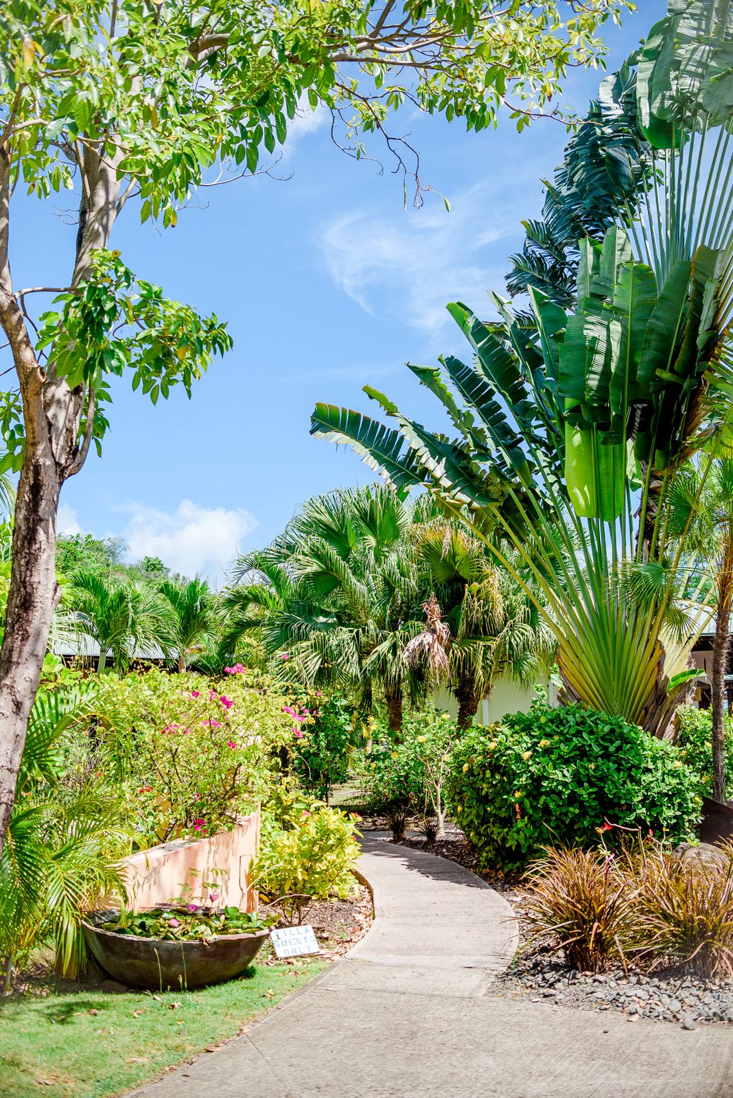 Tropical garden pathway with lush vegetation
